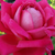 Rose - Rosiers hybrides de thé - Freiheitsglocke®